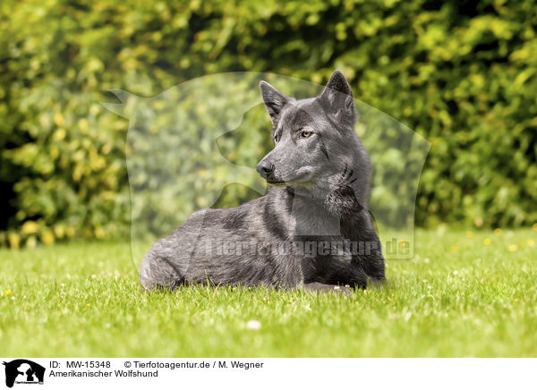 Amerikanischer Wolfshund / MW-15348