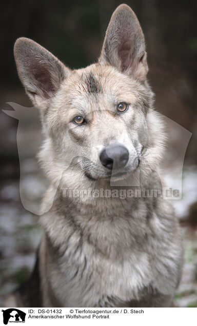 Amerikanischer Wolfshund Portrait / DS-01432