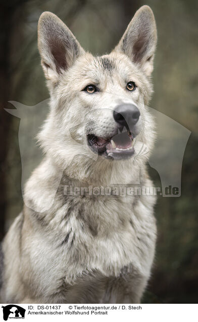 Amerikanischer Wolfshund Portrait / DS-01437