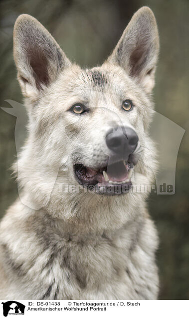Amerikanischer Wolfshund Portrait / DS-01438