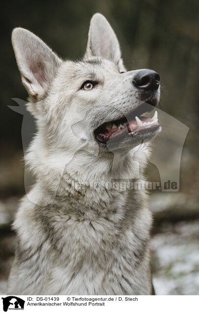 Amerikanischer Wolfshund Portrait / DS-01439