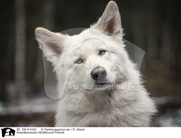 Amerikanischer Wolfshund Portrait / DS-01442
