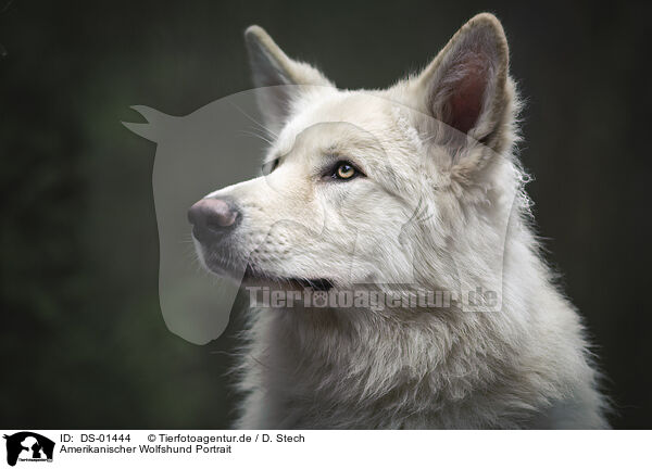 Amerikanischer Wolfshund Portrait / DS-01444