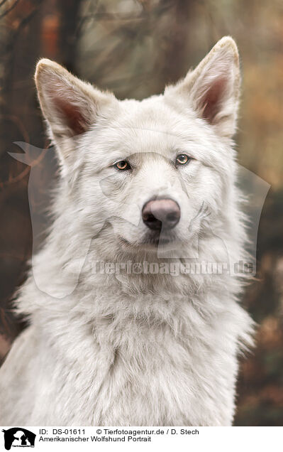 Amerikanischer Wolfshund Portrait / DS-01611