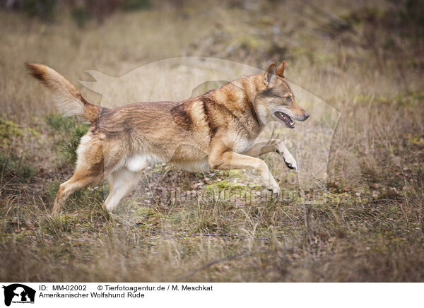 Amerikanischer Wolfshund Rde / male American Wolfdog / MM-02002