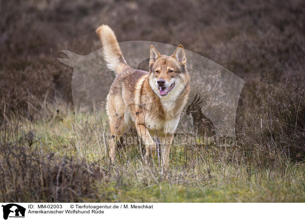 Amerikanischer Wolfshund Rde / MM-02003
