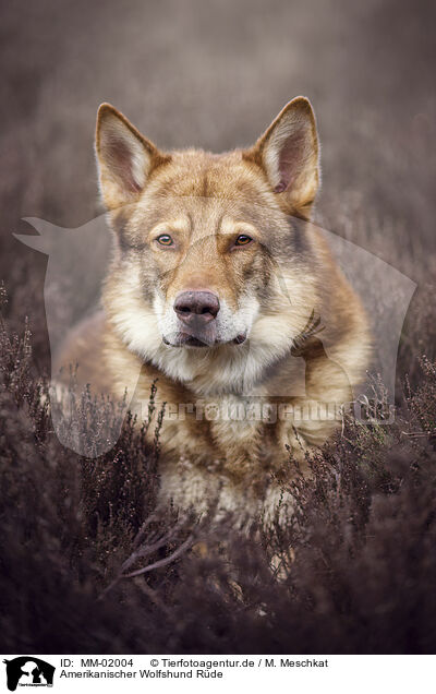 Amerikanischer Wolfshund Rde / male American Wolfdog / MM-02004