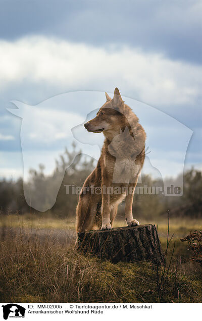 Amerikanischer Wolfshund Rde / male American Wolfdog / MM-02005