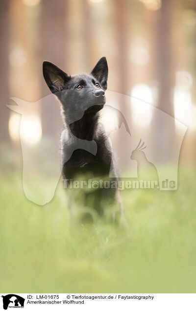 Amerikanischer Wolfhund / American Wolfdog / LM-01675