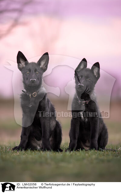 Amerikanischer Wolfhund / American Wolfdog / LM-02056