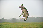 springender Amerikanischer Wolfshund
