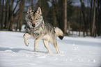 rennender Amerikanischer Wolfshund