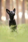 Amerikanischer Wolfhund