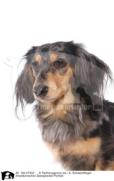 Amerikanischer Zwergdackel Portrait / American Miniature Dachshund Portrait / SS-37932