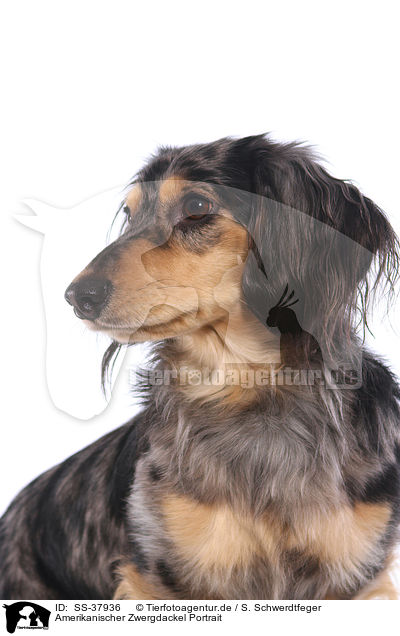 Amerikanischer Zwergdackel Portrait / American Miniature Dachshund Portrait / SS-37936