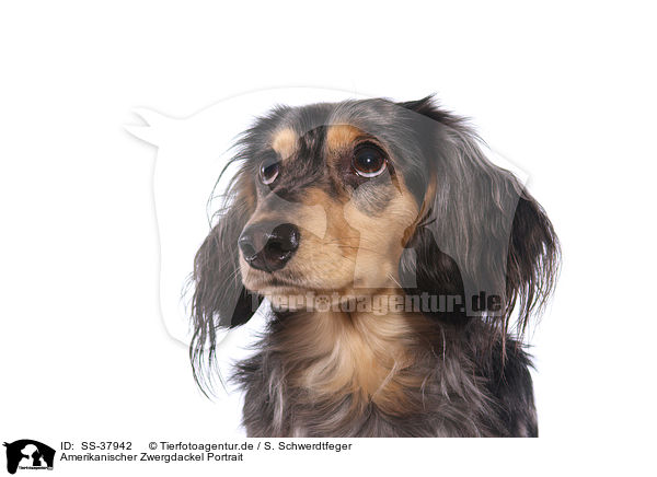 Amerikanischer Zwergdackel Portrait / American Miniature Dachshund Portrait / SS-37942