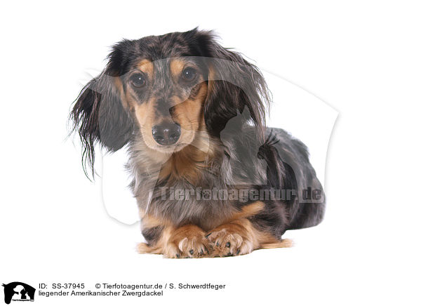 liegender Amerikanischer Zwergdackel / lying American Miniature Dachshund / SS-37945