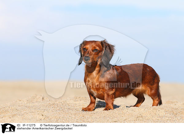 stehender Amerikanischer Zwergdackel / IF-11275