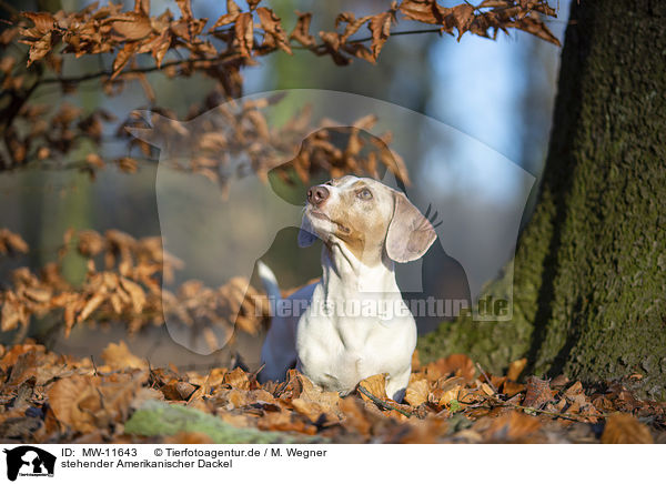 stehender Amerikanischer Dackel / standing  American Dachshund / MW-11643