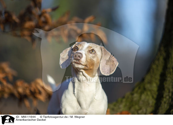 Amerikanischer Dackel / American Dachshund / MW-11644