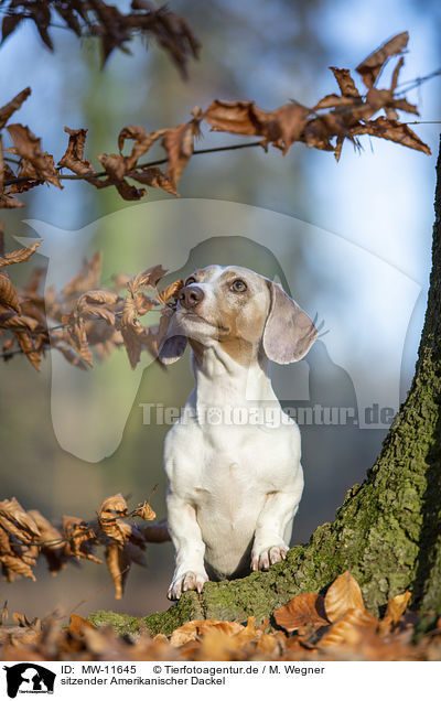 sitzender Amerikanischer Dackel / sitting American Dachshund / MW-11645