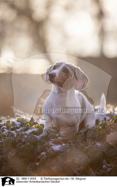 sitzender Amerikanischer Dackel / sitting American Dachshund / MW-11655