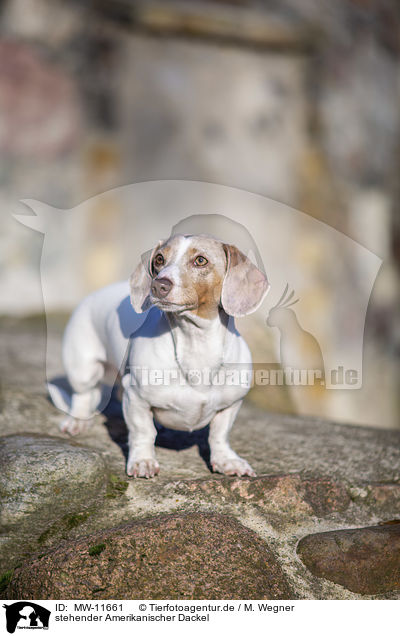 stehender Amerikanischer Dackel / standing  American Dachshund / MW-11661