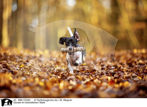 Dackel im herbstlichen Wald / Dachshund in the autumn forest / MW-15300