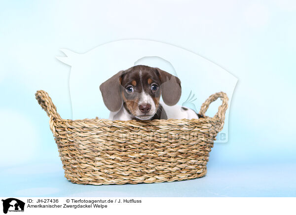 Amerikanischer Zwergdackel Welpe / American Miniature Dachshund Puppy / JH-27436