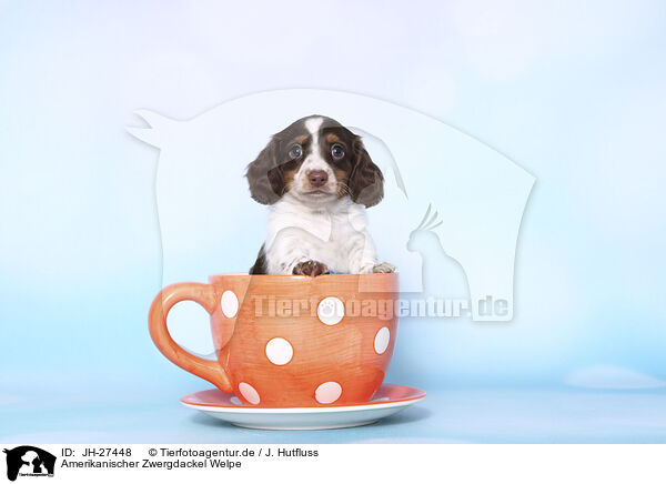 Amerikanischer Zwergdackel Welpe / American Miniature Dachshund Puppy / JH-27448