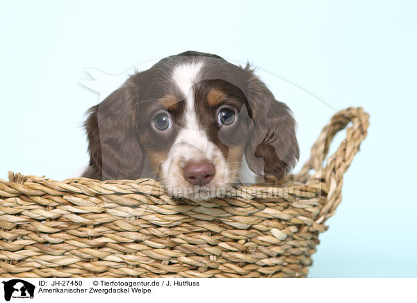 Amerikanischer Zwergdackel Welpe / American Miniature Dachshund Puppy / JH-27450