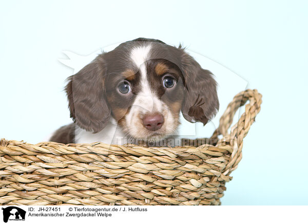 Amerikanischer Zwergdackel Welpe / American Miniature Dachshund Puppy / JH-27451