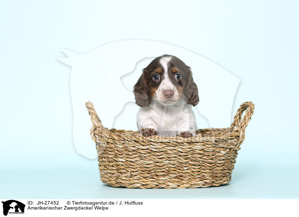 Amerikanischer Zwergdackel Welpe / American Miniature Dachshund Puppy / JH-27452
