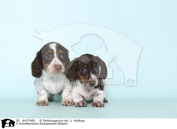 2 Amerikanische Zwergdackel Welpen / 2 American Miniature Dachshund Puppies / JH-27460