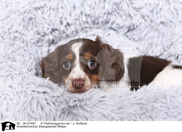 Amerikanischer Zwergdackel Welpe / American Miniature Dachshund Puppy / JH-27467