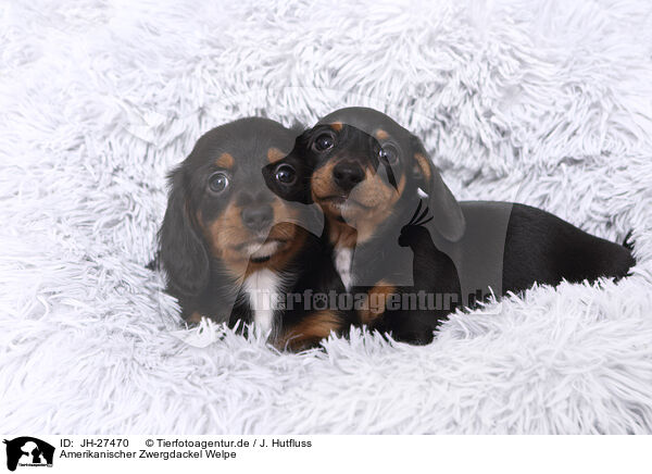 Amerikanischer Zwergdackel Welpe / American Miniature Dachshund Puppy / JH-27470