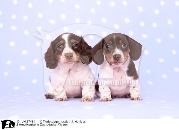 2 Amerikanische Zwergdackel Welpen / 2 American Miniature Dachshund Puppies / JH-27481