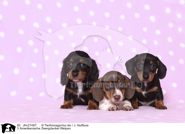 3 Amerikanische Zwergdackel Welpen / 3 American Miniature Dachshund Puppies / JH-27487