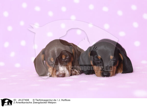 2 Amerikanische Zwergdackel Welpen / 2 American Miniature Dachshund Puppies / JH-27488