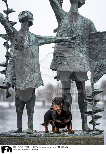 Amerikanischer Dackel / American Dachshund / DS-01591