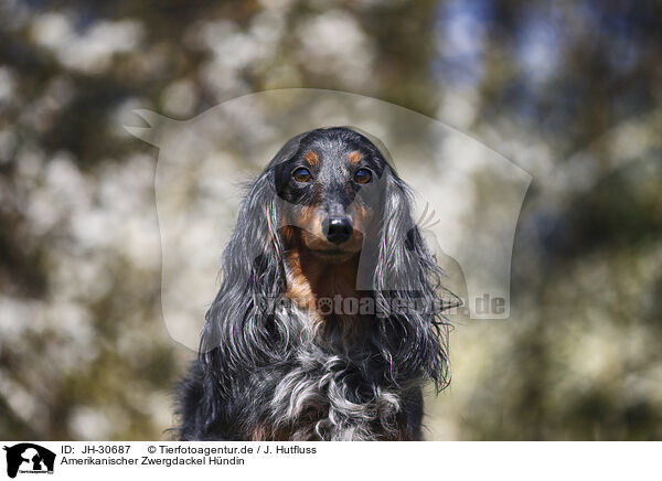 Amerikanischer Zwergdackel Hndin / female american miniature dachshund / JH-30687