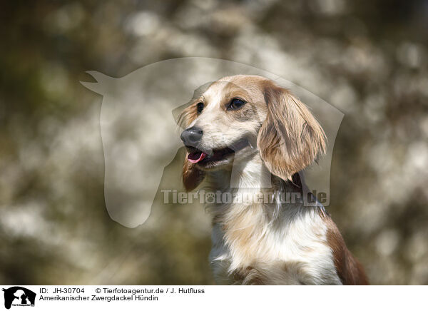 Amerikanischer Zwergdackel Hndin / female american miniature dachshund / JH-30704