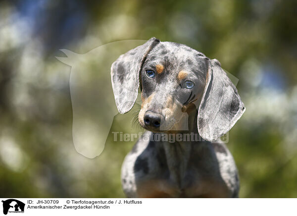 Amerikanischer Zwergdackel Hndin / female american miniature dachshund / JH-30709