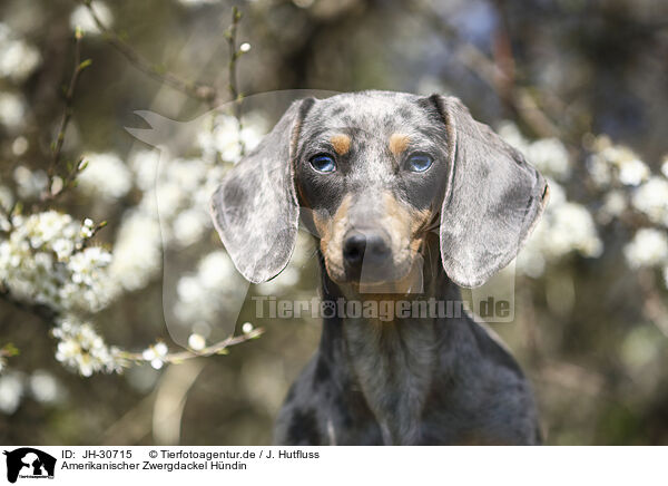Amerikanischer Zwergdackel H�ndin / female american miniature dachshund / JH-30715