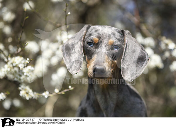 Amerikanischer Zwergdackel Hndin / female american miniature dachshund / JH-30717