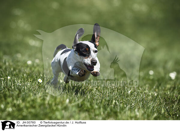 Amerikanischer Zwergdackel Hndin / female american miniature dachshund / JH-30760