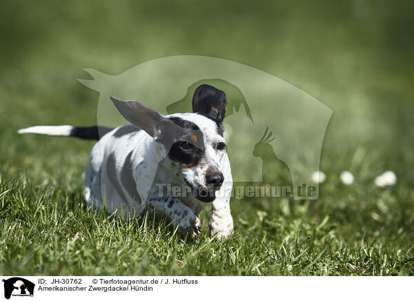 Amerikanischer Zwergdackel H�ndin / female american miniature dachshund / JH-30762