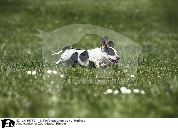 Amerikanischer Zwergdackel Hndin / female american miniature dachshund / JH-30775