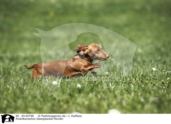 Amerikanischer Zwergdackel H�ndin / female american miniature dachshund / JH-30796