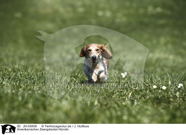 Amerikanischer Zwergdackel Hndin / female american miniature dachshund / JH-30808